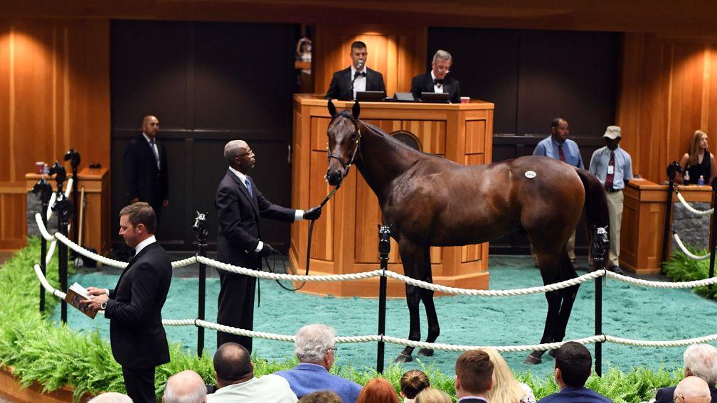 The Medaglia D'Oro colt who led Tuesday's trade at Fasig-Tipton at $1.35m