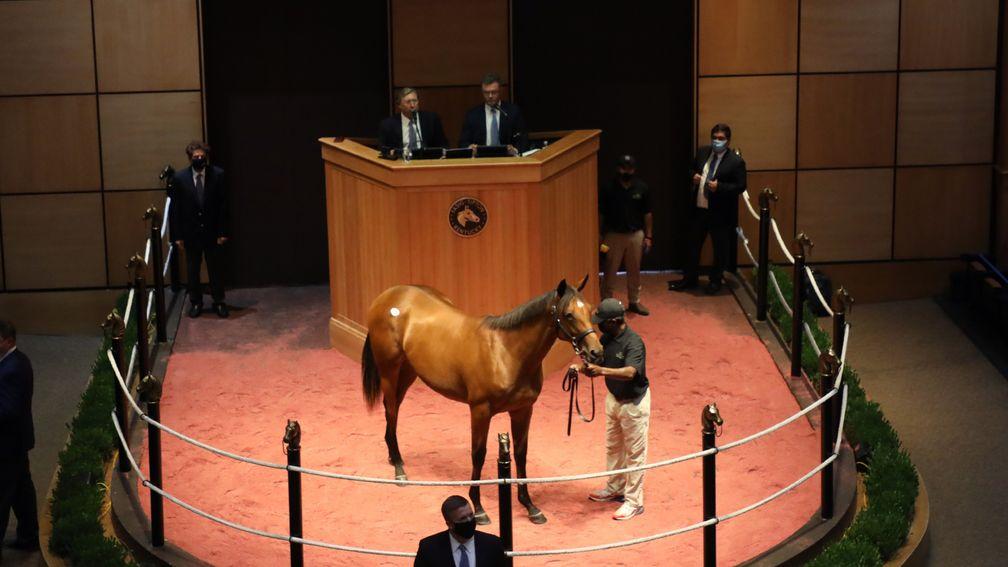 The sale-topper in the ring