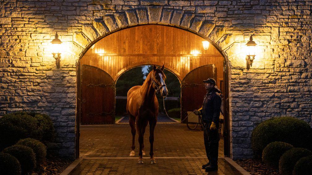 Justify: covered 252 mares in 2019
