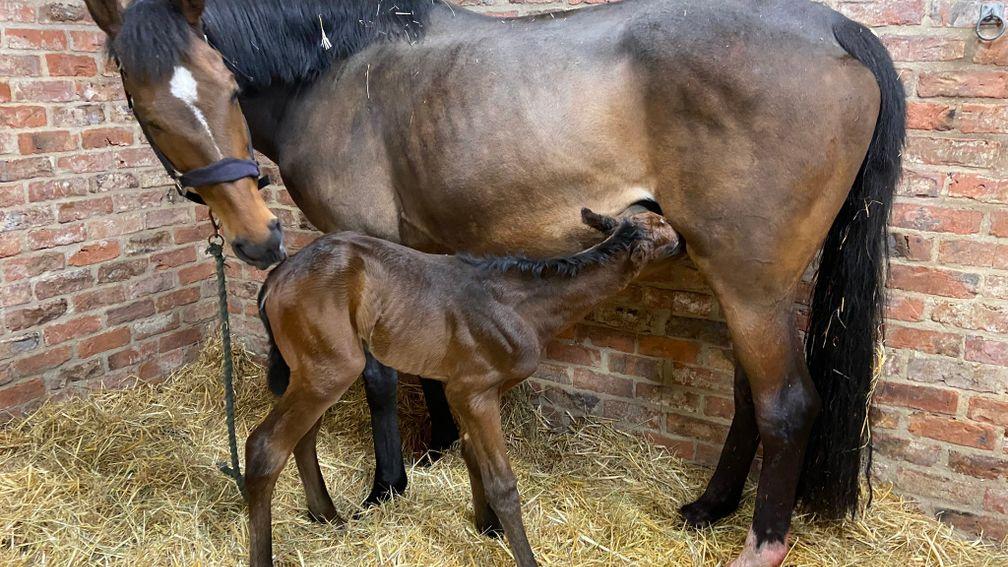 Swanbridge Bloodstock's Shirocco colt out of Forget Me Knot