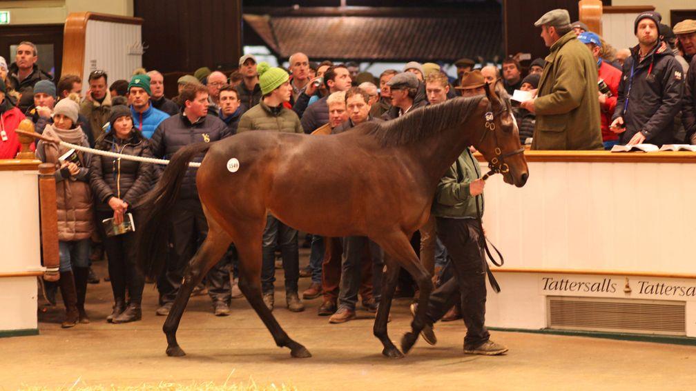 The Tattersalls December Mares Sale begins on Monday