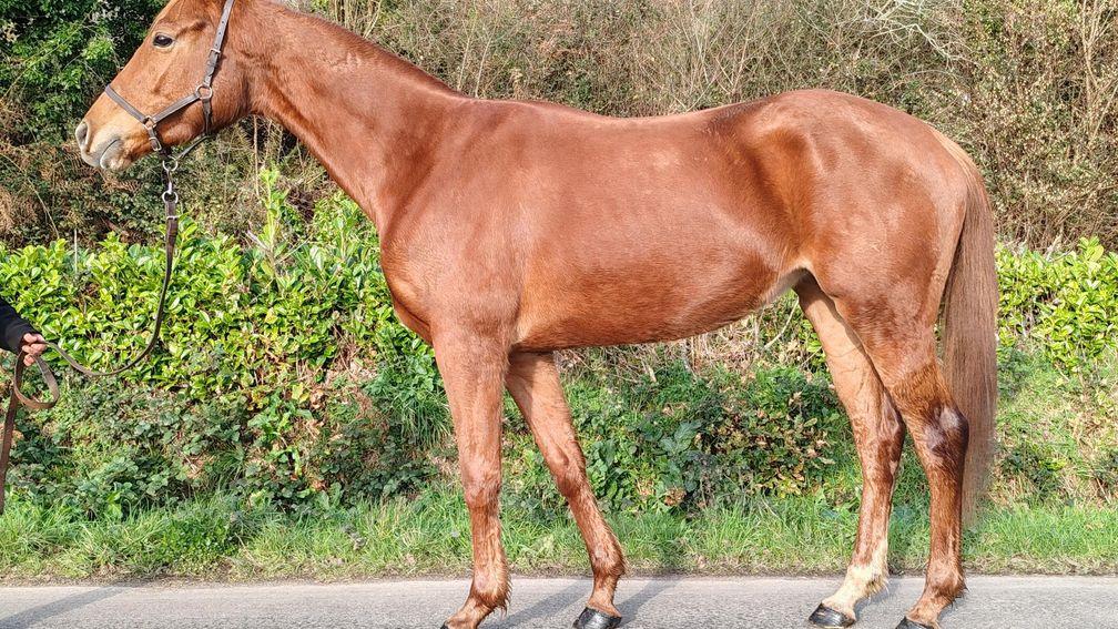 Duchess Athenia: half-sister to two Grade 1 performers 