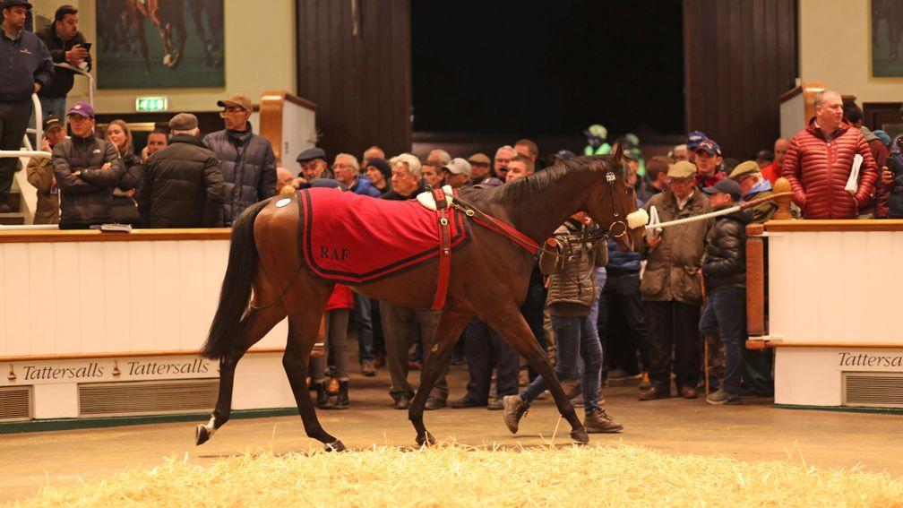 Summer Sands tops the 2019 Tattersalls Autumn Horses in Training Sale when bought by Joseph O'Brien for 625,000gns