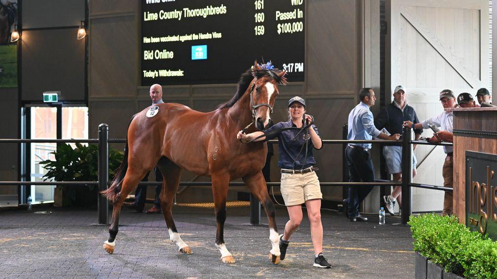 The Deep Field colt who topped trade at A$610,000 (£329,000/€360,000)