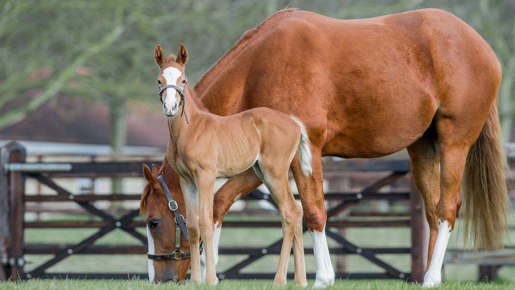 Dawn Of Hope and her Decorated Knight filly at Blue Diamond Stud in February