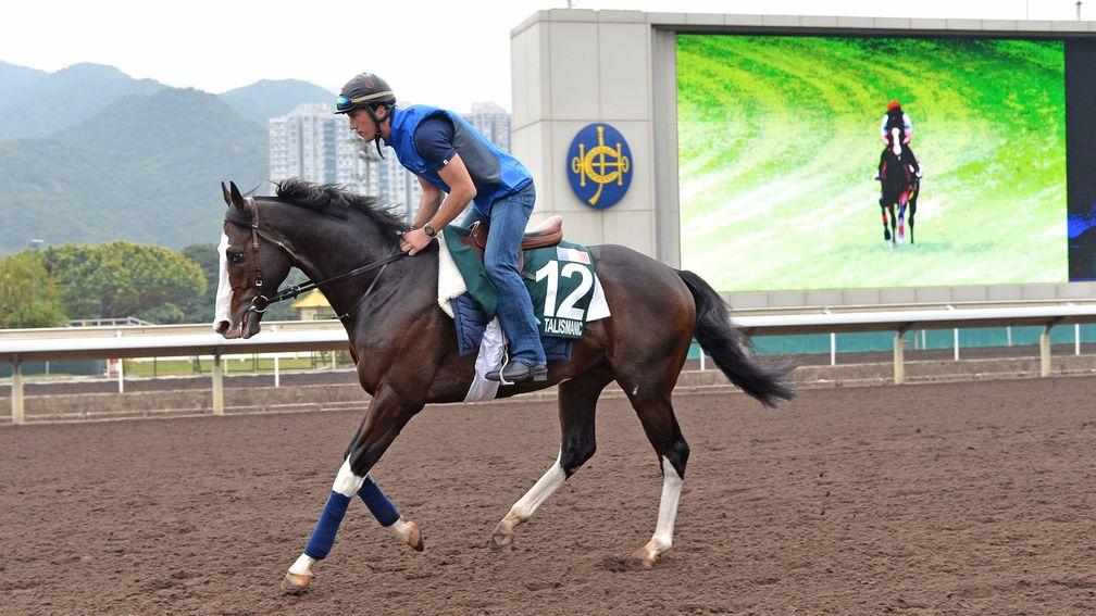 The Breeders' Cup Turf winner Talismanic works on the all-weather track at Sha Tin