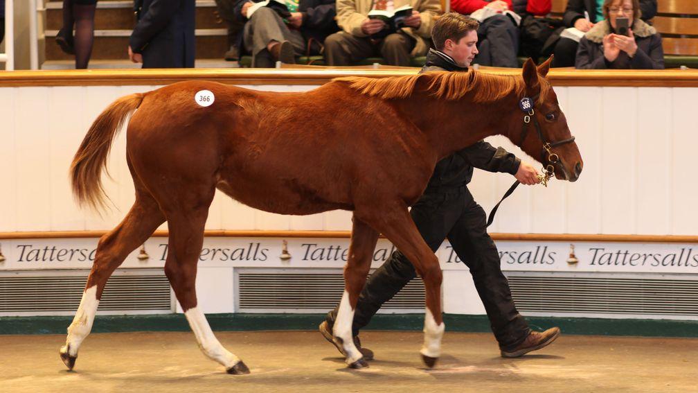 Lot 366: the Night of Thunder filly bought by Jamie Railton Sales Agency for 65,000gns