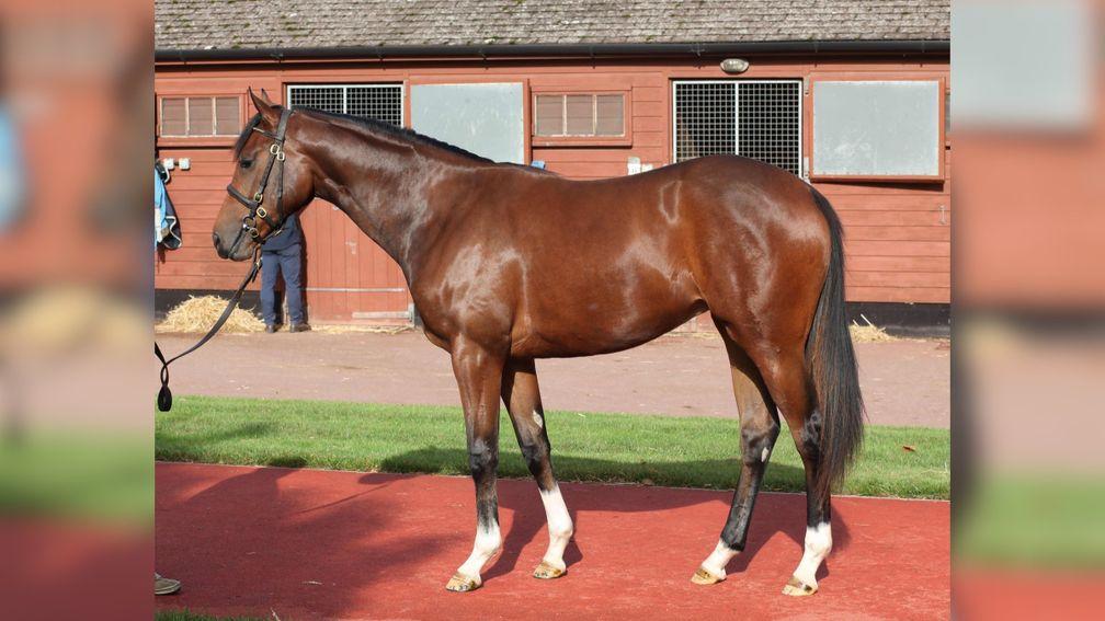 Lot 19: Ten Sovereigns' sister on the Tattersalls sales ground