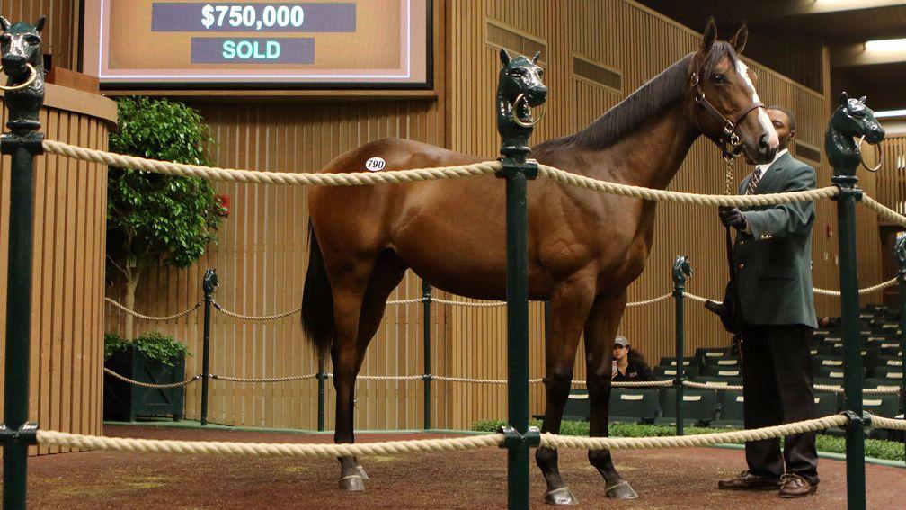 Sheikh Hamdan and his team have been busy this week and added this $750,000 War Front colt to their haul