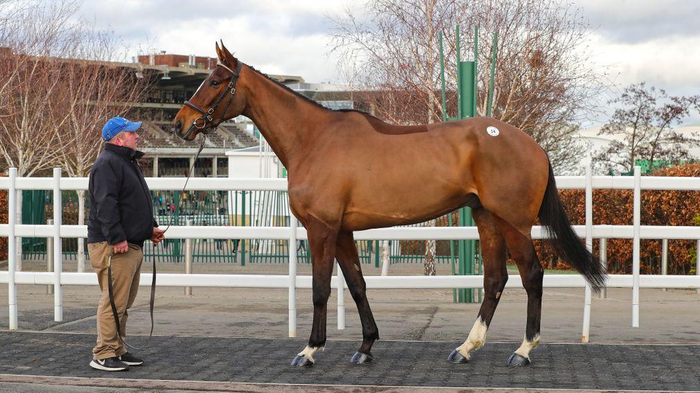 Weveallbeencaught: son of Getaway topped the Tattersalls Cheltenham January Sale at £210,000