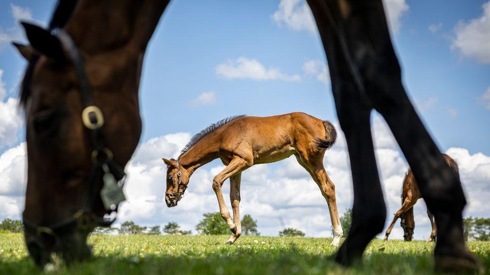 Princess Vega and her foal by Santiago, who was one of 370 born at the Irish National Stud this year