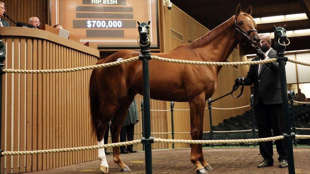 Belgrade tops the second day of the Keeneland January Horses of All Ages Sale at $700,000