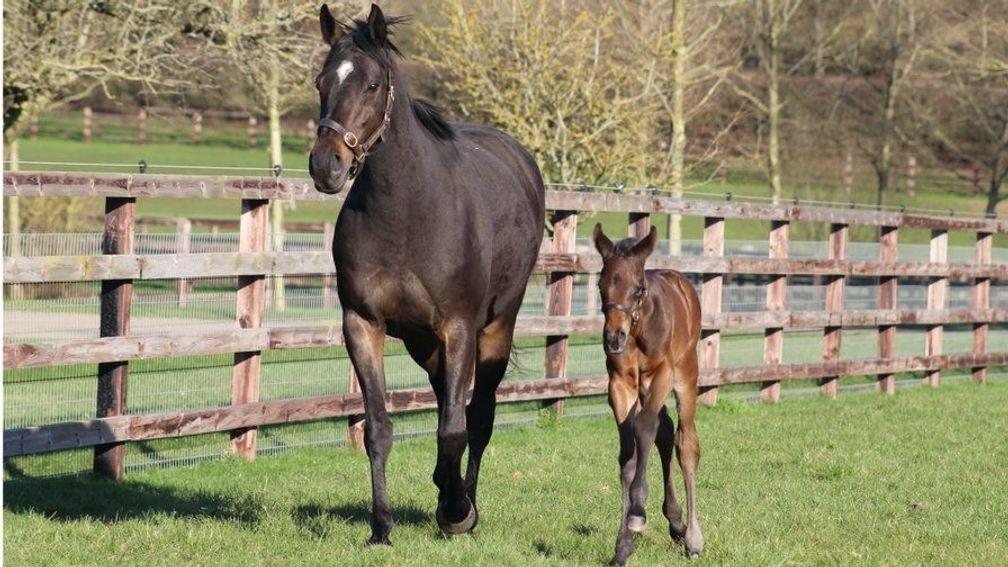 Illaunmore and her Siyouni colt stretch their legs at Chasemore Farm