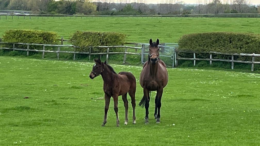 A Mohaather filly foal in the paddock with her dam