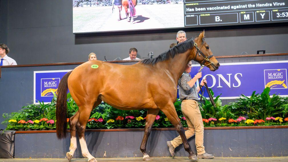 Great Vibes: European-bred-and-raced juvenile winner in foal to Frankel sold for A$1.375 million