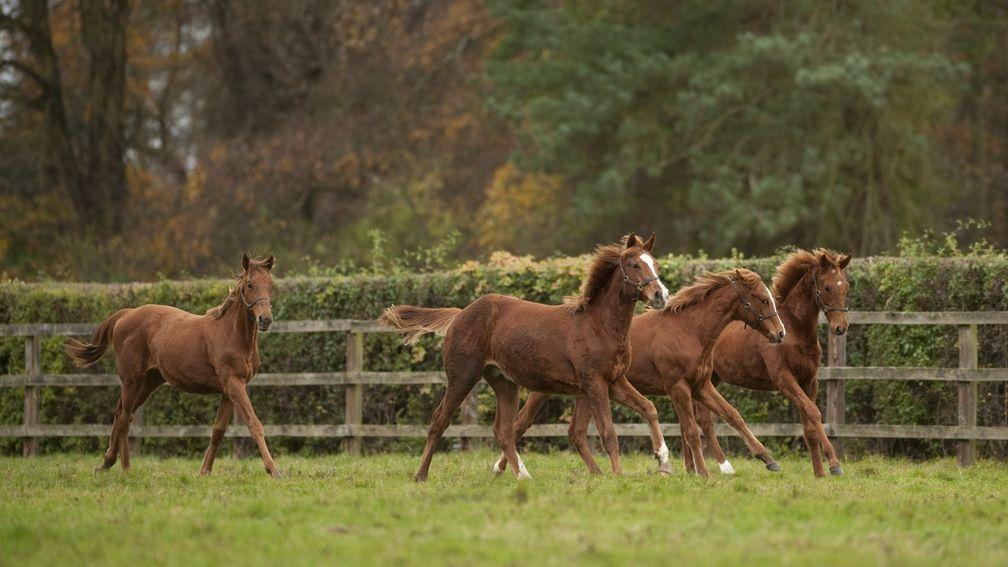 Foals pictured at Cheveley Park Stud in Newmarket