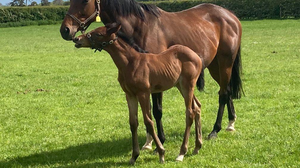Brookside Stud's Almanzor filly out of Fee d’Amour 