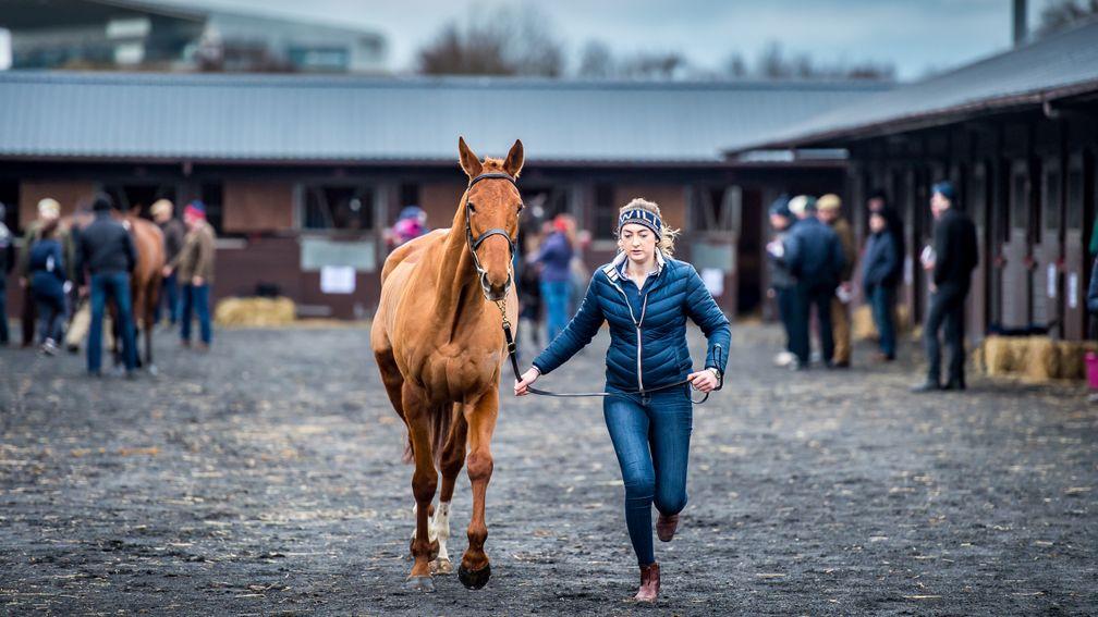 A young horse is trotted at last year's Goffs UK January Sale