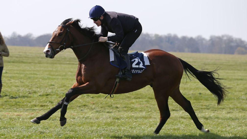 Lot 122: the Invincible Spirit colt strides out up the Rowley Mile
