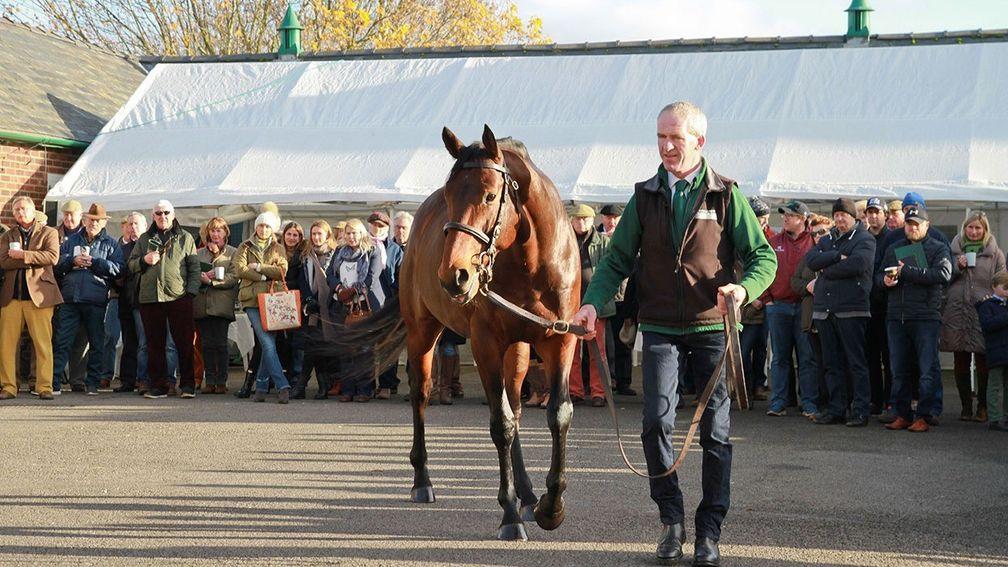 Sea The Moon wows the crowds at a Lanwades Stud open day