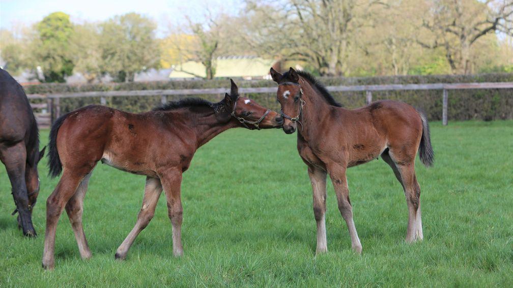 Juddmonte's Kingman filly out of Bravo Sierra (left) and Frankel colt out of Bird Flown making friends
