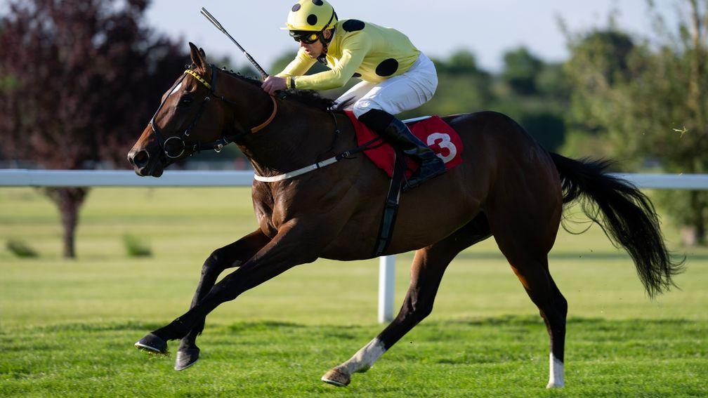 Elite Status: hot favourite for next month's Norfolk Stakes