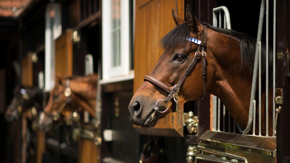 Dubawi: Darley's stalwart will again stand for £250,000
