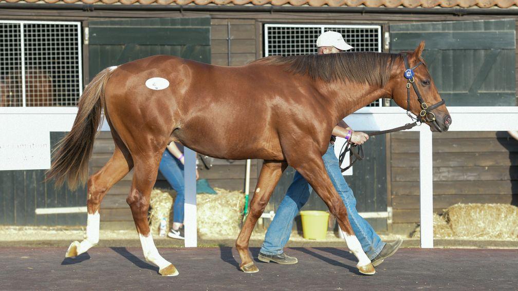 Lot 421: the £155,000 Night Of Thunder colt struts his stuff in the Newmarket sun