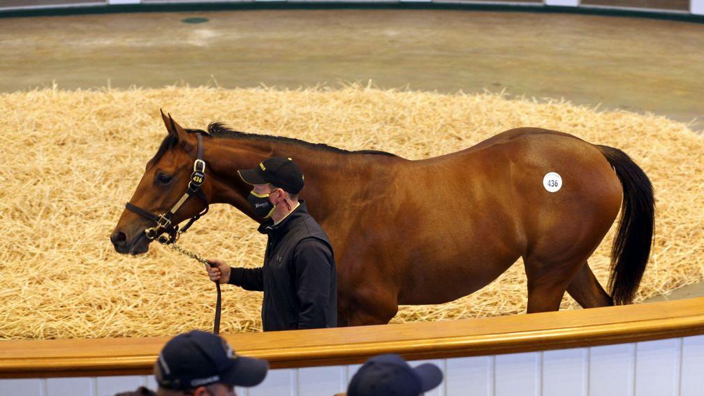 Lot 436: the Galileo filly out of Newsells Park Stud's brilliant produced Shastye tops the Tattersalls October Yearling Sale when bought by MV Magnier for 3,400,000gns