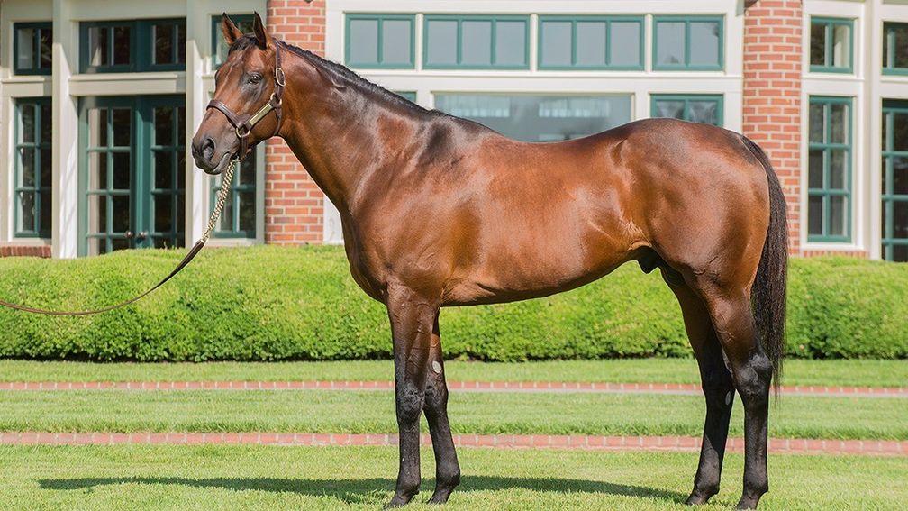 Quality Road: top-class son of Elusive Quality stands at Lane's End Stud in Kentucky