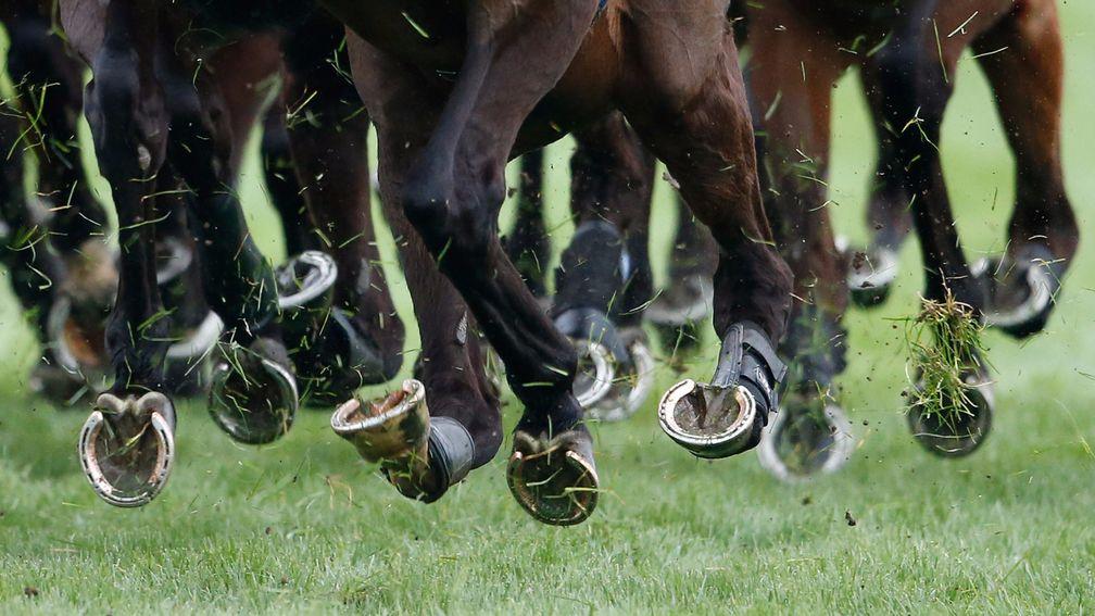 Panorama documentary: purports to shine an uncomfortable light on what happens to horses after their careers in racing are finished