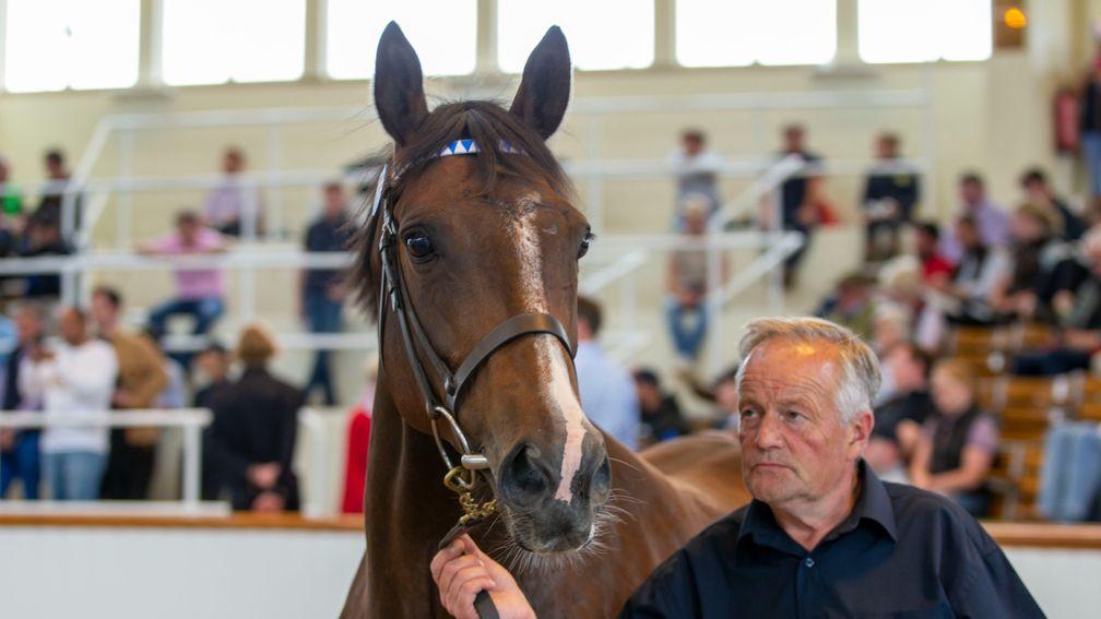 Record-breaking top lot Rihaam takes in her surroundings as she brings 540,000gns at the July Sale