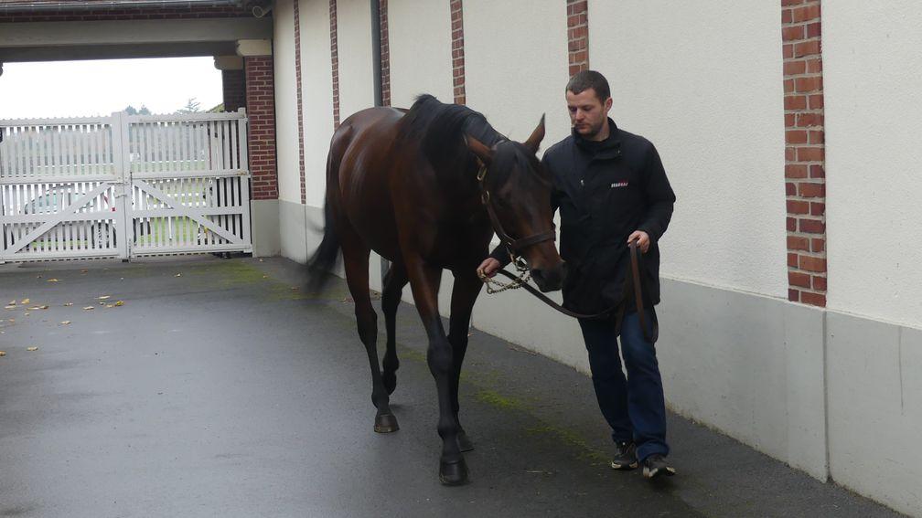 A son of Makfi, Mkfancy will cover both National Hunt and Flat stallions at the Haras de Saint-Arnoult