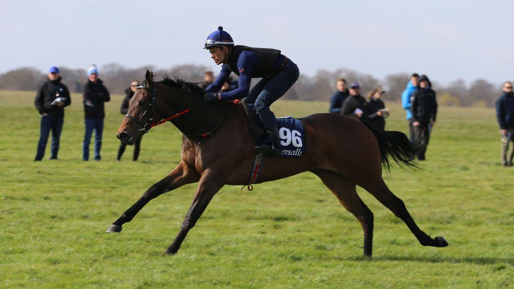 Lot 96: the Kodiac filly out of Yajala goes through her paces at the Tattersalls Craven Breeze-Up Sale