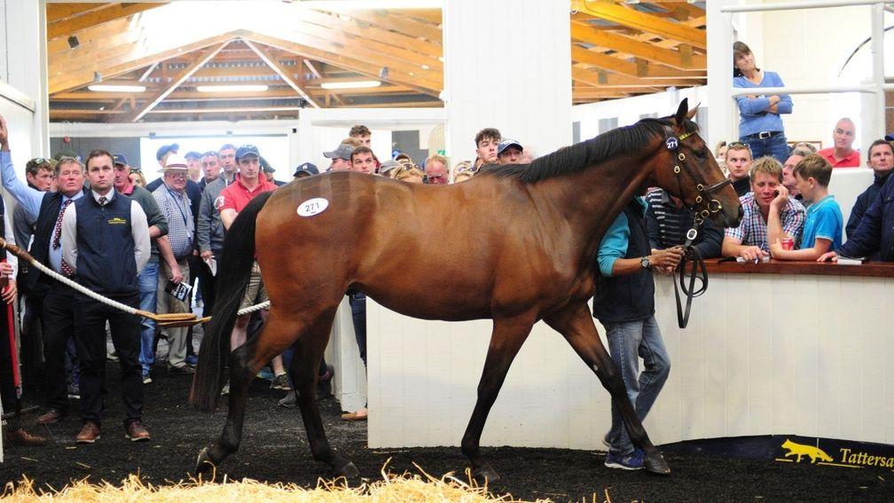 Last year's €220,000 Derby Sale top lot in the Fairyhouse ring
