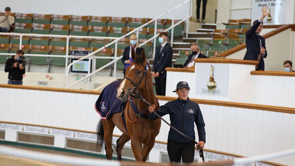 Swindler takes his turn in the Tattersalls ring