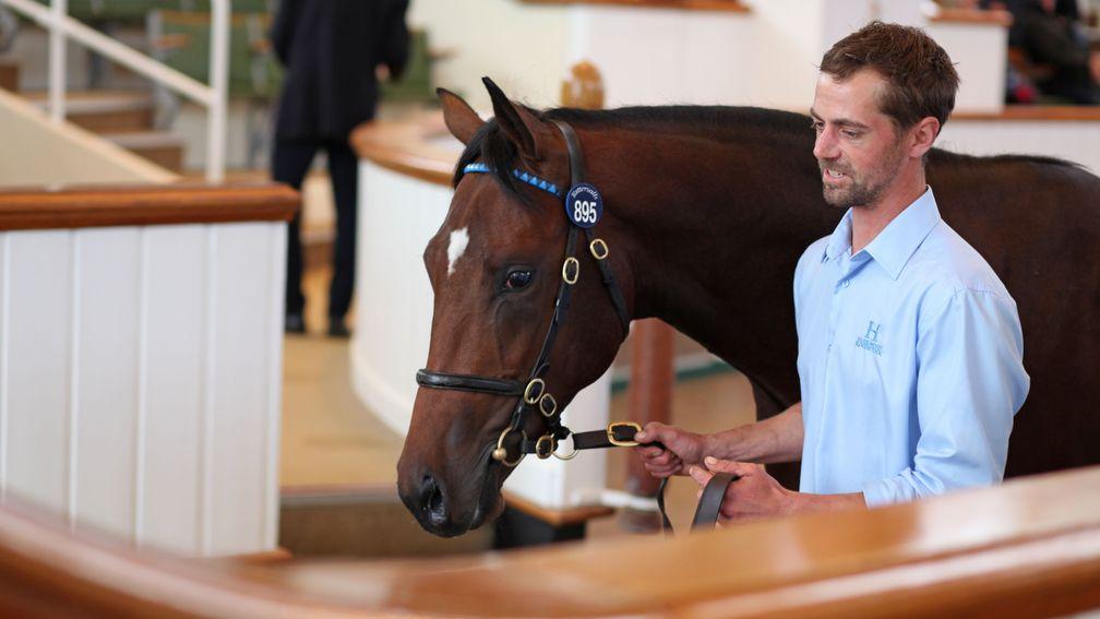 Top lot: the 525,000gns Kingman colt exits the Tattersalls ring