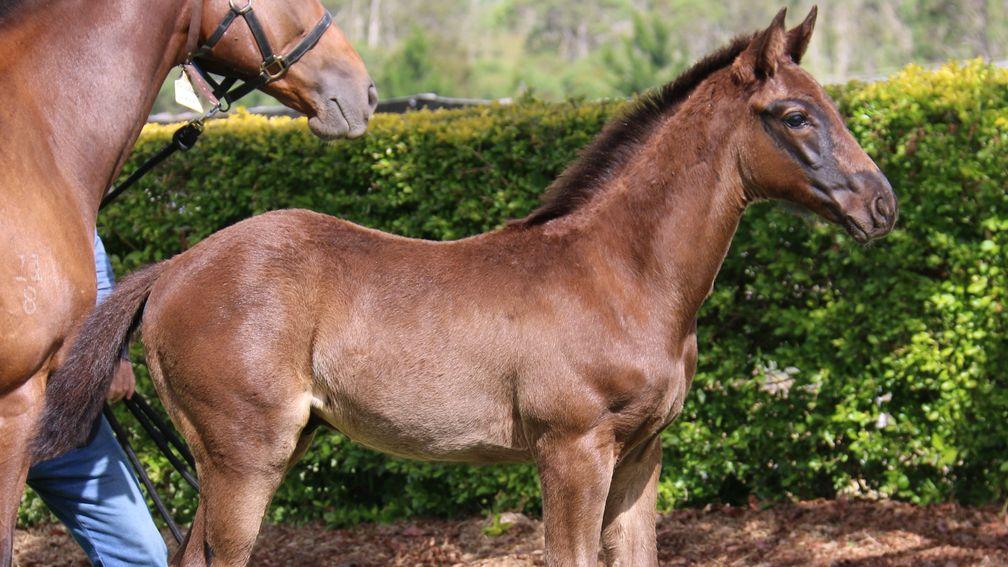 The Spill The Beans colt out of Tycoon's Heart