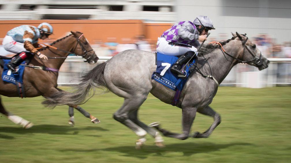 Havana Grey: is one of the stars on show at the Curragh on Sunday