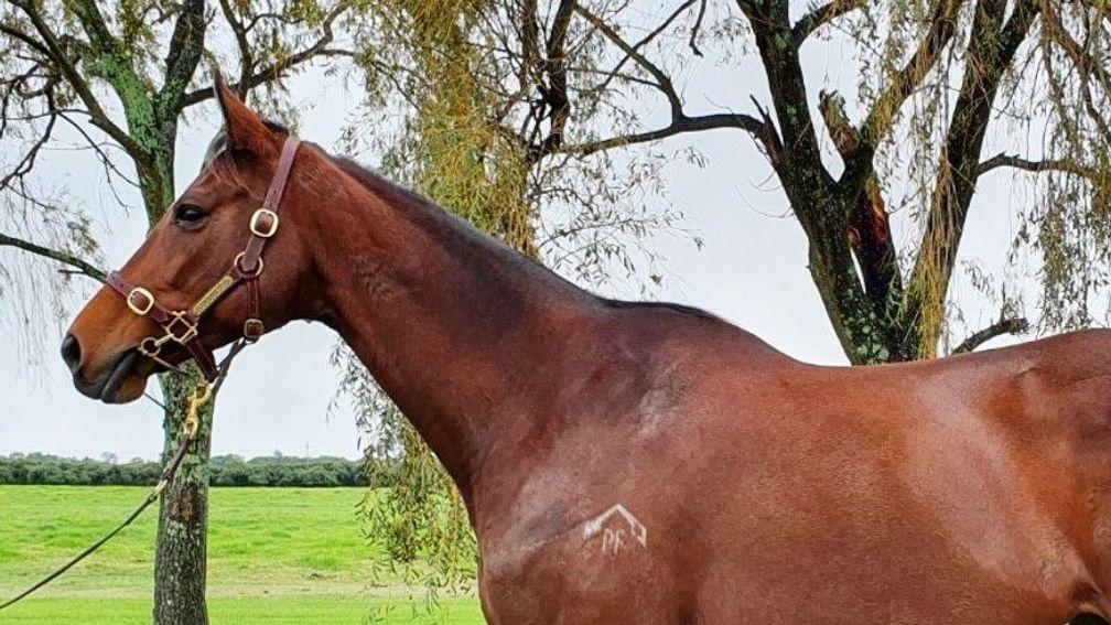 Star Effort: nine-year-old mare was in the Evergreen Stud Farm draft