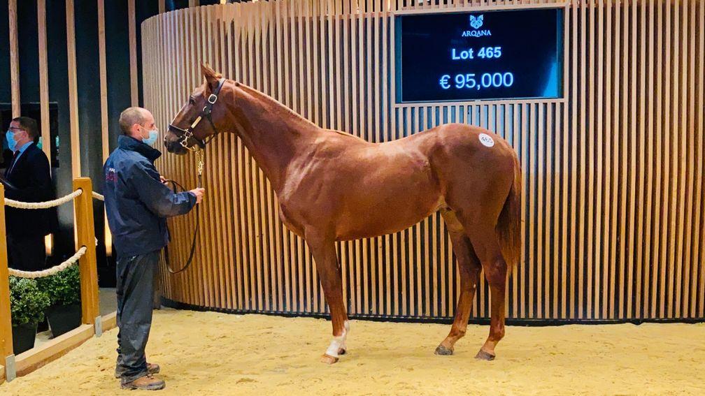 Haras de Castillon's son of Lope De Vega went to Al Shaqab for €95,000 at Arqana during Wednesday's third session of the October Yearling sale