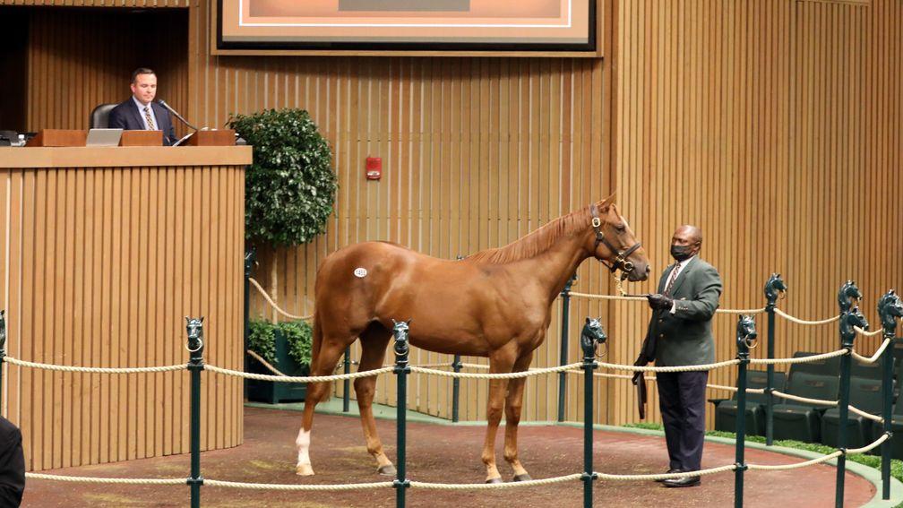 The Curlin filly who topped the first day of Book 3 at Keeneland at $800,000