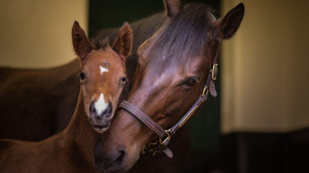 Zaykava, pictured as a foal with illustrious mother Zarkava