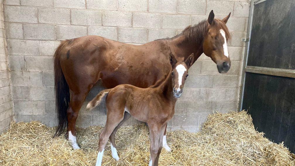 T. Talbot's Logician filly out of Taqdees
