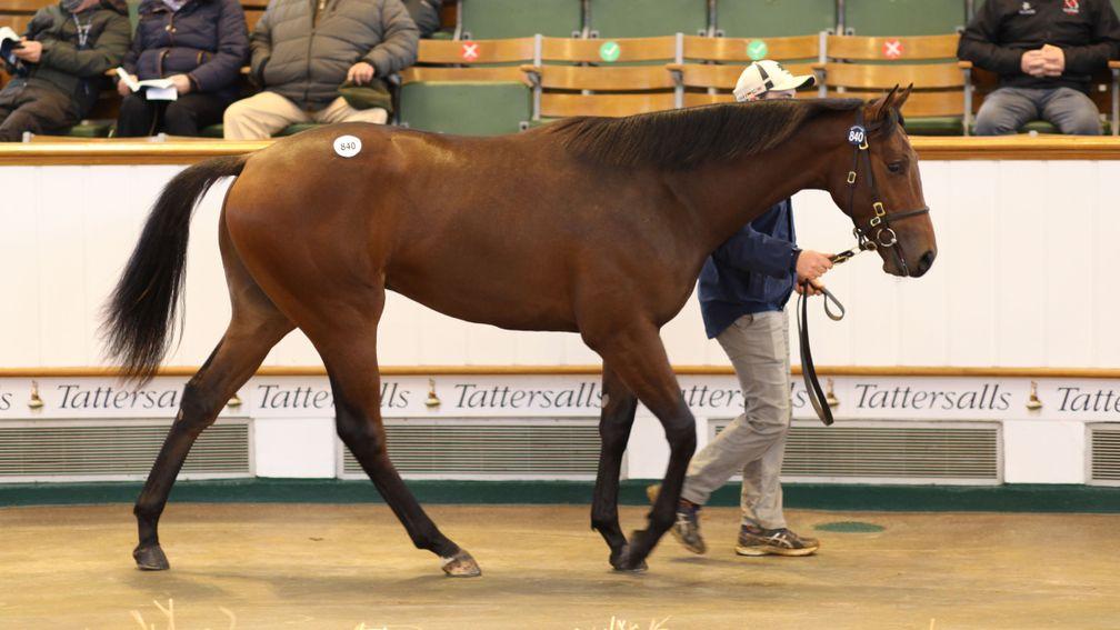 Lot 840: the Showcasing colt out of Harlequin Twist in the Park Paddocks ring
