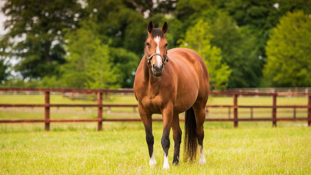 Boarding a mare can prove a costly business
