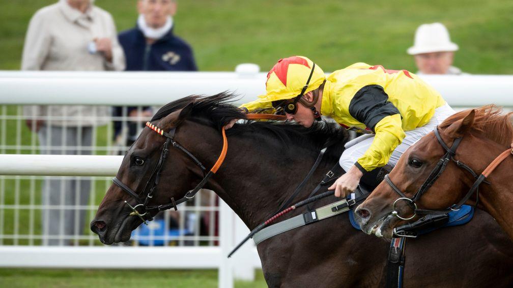 Kenzai Warrior: heading for the £200,000 Balmoral Handicap on Qipco Champions Day