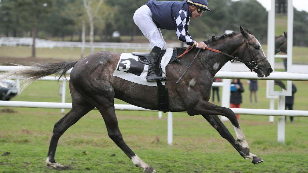 Johannes: very promising in a bumper last weekend and for sale with Auctav