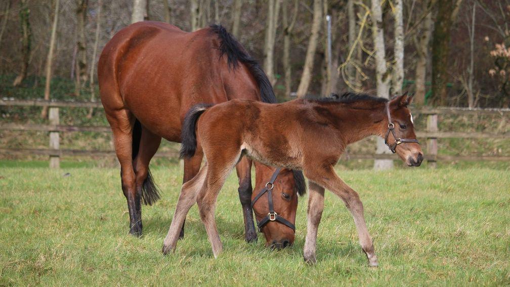 The Aga Khan Studs' Zarak colt out of winning Pivotal mare Askerana, from the family of Azamour and The Autumn Sun