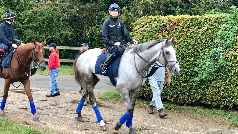 Logician and Robert Havlin head to the Al Bahathri on Wednesday morning